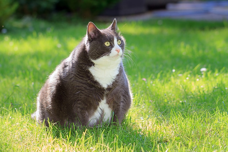 Chat en surpoids assis dans l’herbe dans un jardin