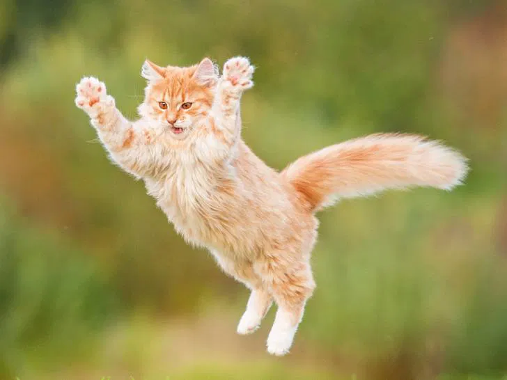 chat qui saute et s'amuse en extérieur